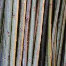 Klon 183 Salix Viminalis "Aquantica gigantea" Den største pilen på åkeren, velegnet til levende flett i hytter, huler og til gjerder. Store flotte pollenbærere, velegnet i bigårder. Klon 183 kan kjøpes som: - Stikling - Levende pil