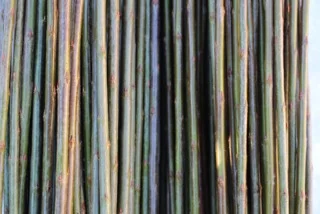 Bleu / Blues Salix Purpurea Daphnoides Bleu pilen stammer fra Frankrike. Den er meget flott og smidig flettepil. Metallgrønn til blågrønn i fargen. Sjelden angrepet av sykdommer. Velegnet flettepil. Kan også brukes til belgisk gjerde. Bleu kan kjøpes som: - Stikling - Levende pil - Flettepil