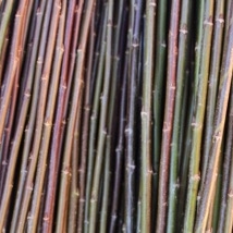 Black Maul Salix Triandra gruppen Lys til mørk brun. Den mest utbrette flettepilen i England. En stor pil som er bløt og smidig å flette med. Velegnet som kontrastfarge i kurver og fletting av gjerder og levegger og trær i hage. Black Maul kan kjøpes som: - Stikling - Levende pil - Flettepil