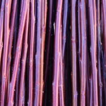 DugPil Salix Dapnoides God flettepil som er en utrolig flott kontrast farge i fletteverket, blir nesten helt sort hvis den tørkes mørkt. Velegnet som flettepil og levende pileflett. Flotte pollenbærere, velegnet i bigårder. Dugpil kan kjøpes som: - Stikling - Levende pil - Flettepil