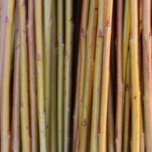 Alba Salix Alba Vittelina Britenzis En god og myk pil, fin nybegynner flettepil med, vakker gul-orange farge. Egner seg som flettepil og levende pil. Alba kan kjøpes som: - Stikling - Levende pil