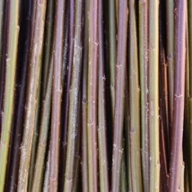 Rød Amerikaner Salix Fragilis Americana Rødbrun i farge. En veldig populær flettepil som er bløt og smidig. Velegnet til all flett, levende og tørket. Rød Amerikaner kan kjøpes som: - Stikling - Levende pil - Flettepil