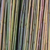 Leicestersure Dix Salix purpurea gruppen Lysegrønn med innslag av rosa i frisk bark. En av de flotteste pil som finnes. Er lang og slank, utrolig god å arbeide med. Velegnet som flettepil. Leichestersure Dix kan kjøpes som: - Stikling - Flettepil