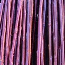 DugPil Salix Dapnoides God flettepil som er en utrolig flott kontrast farge i fletteverket, blir nesten helt sort hvis den tørkes mørkt. Velegnet som flettepil og levende pileflett. Flotte pollenbærere, velegnet i bigårder. Dugpil kan kjøpes som: - Stikling - Levende pil - Flettepil