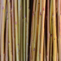Alba Salix Alba Vittelina Britenzis En god og myk pil, fin nybegynner flettepil med, vakker gul-orange farge. Egner seg som flettepil og levende pil. Alba kan kjøpes som: - Stikling - Levende pil