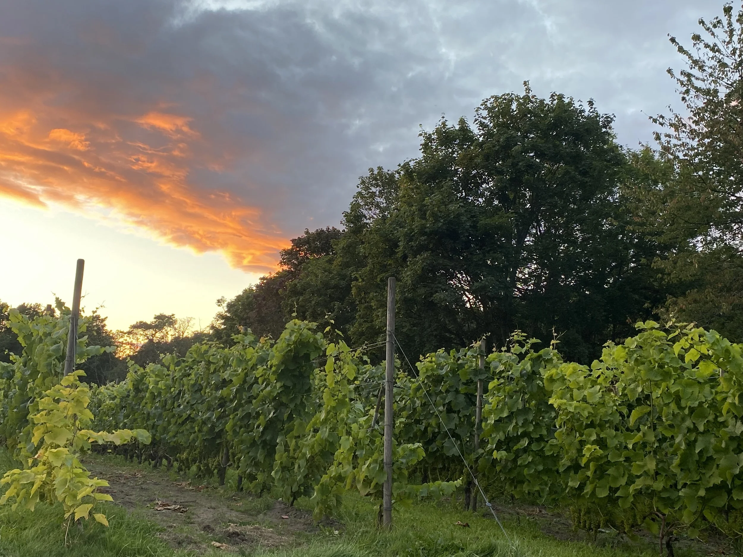 Kortstokk og vinstokk