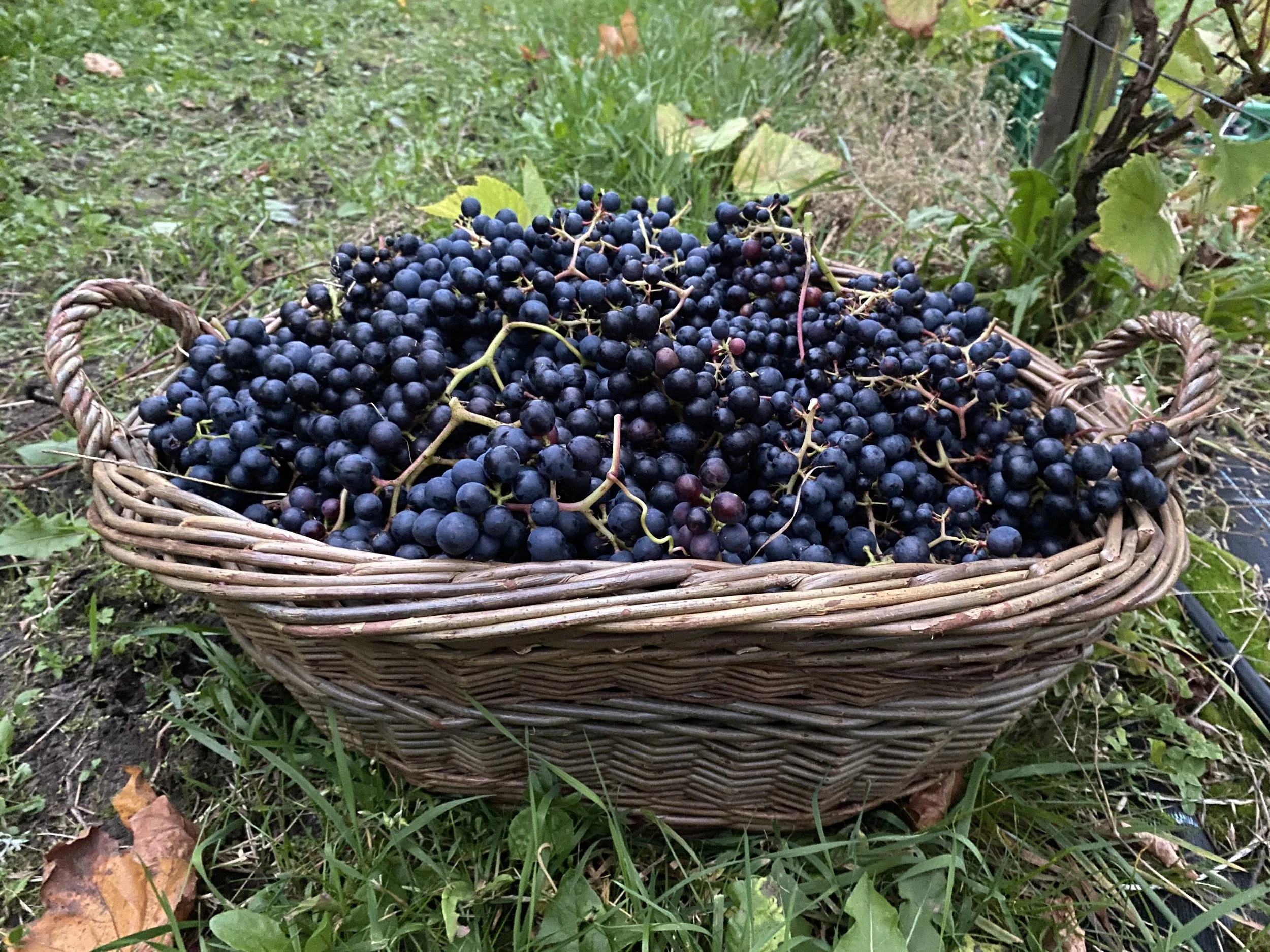 Å høste eller ikke høste