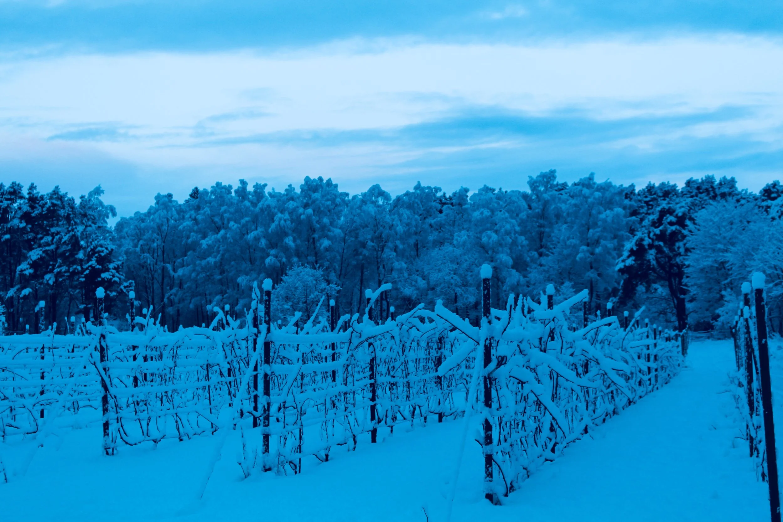 Mens vi venter på våren