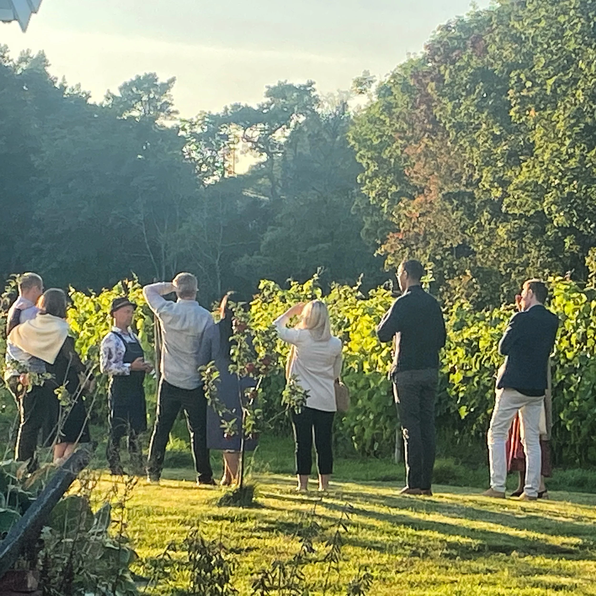 Vingårdsvandring med lunsj og vinsmaking