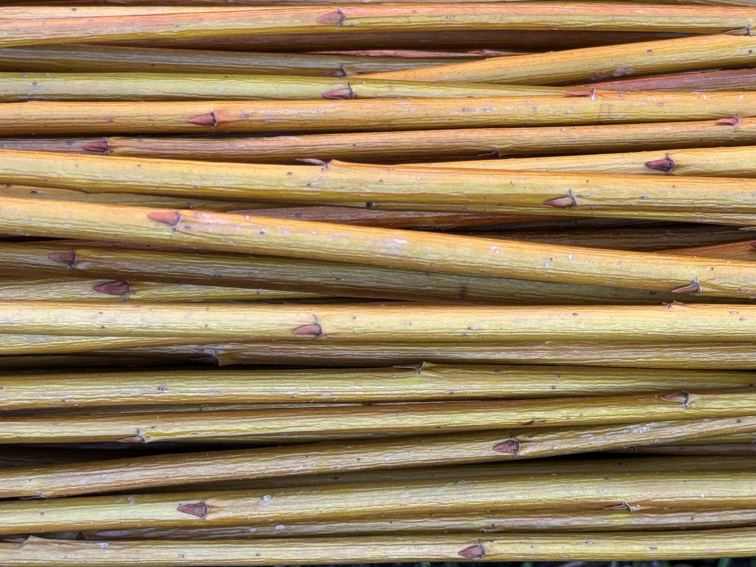 Alba
Salix Alba Vittelina Britenzis

En god og myk pil, fin nybegynner flettepil med, vakker gul-orange farge. Egner seg som flettepil og levende pil.

H-4

Alba kan kjøpes som:

- Stikling
- Levende pil