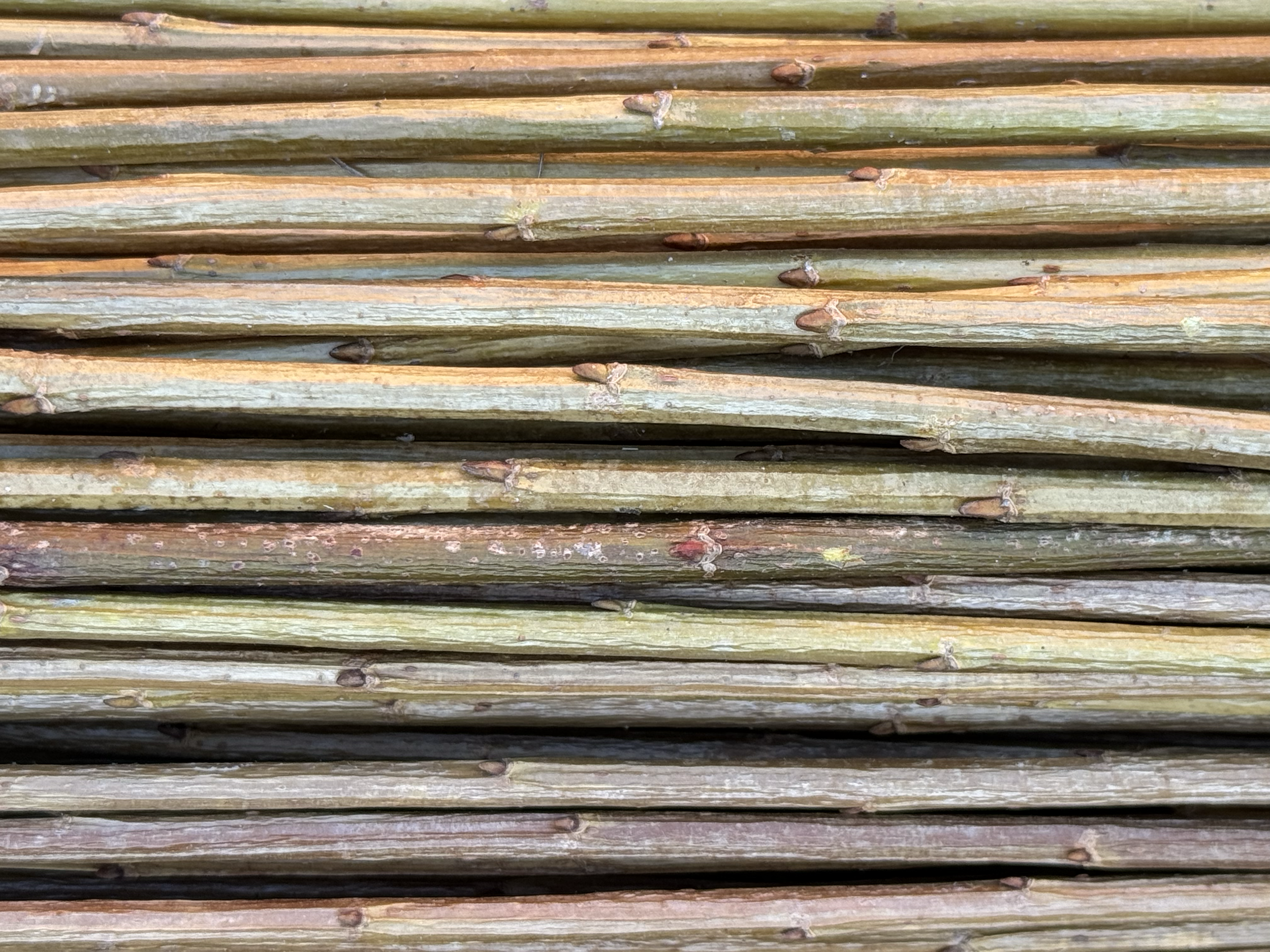 Long Bud
Salix Triandra gruppen

En god flette-pil som også egner seg godt til levende pileflett, grønn i bunnen og nesten brunaktig oppover hvor den får sol.

H- 4

Long Bud kan kjøpes som:

- Stikling
- Levende pil