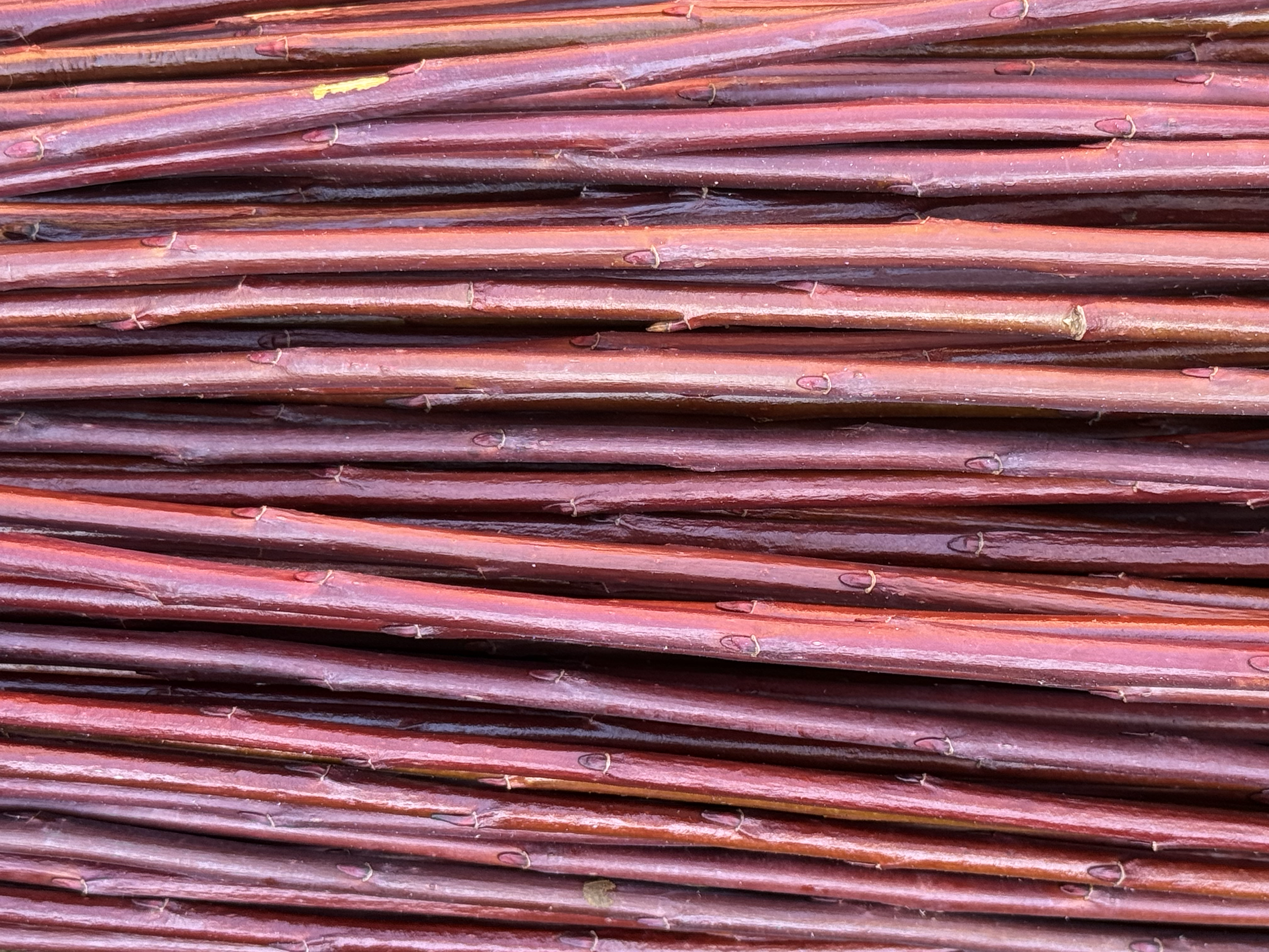 DugPil
Salix Dapnoides

God flettepil som får en utrolig flott farge, blir nesten sort når tørket. Bløtlegges den mister den sin vakre farge, bør fryses for å brukes til flettepil.  Velegnet som flettepil og levende pileflett. Flotte pollenbærere.

H