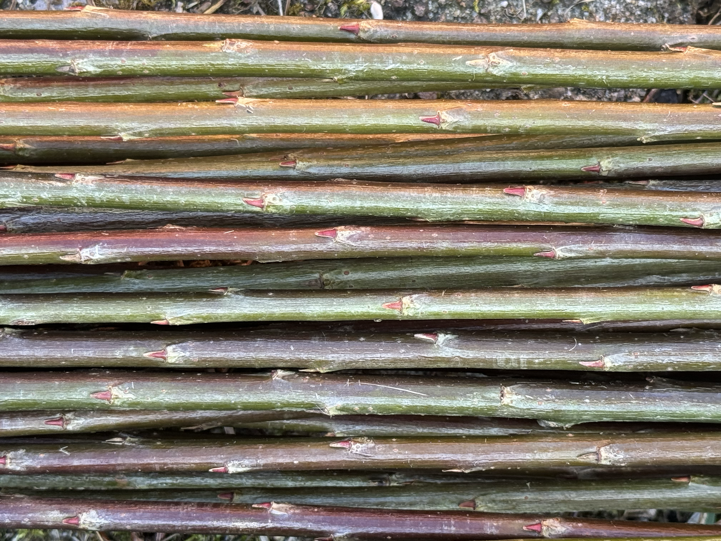 Bleu / Blues
Salix Purpurea Daphnoides

Bleu pilen stammer fra Frankrike. Den er en meget flott og smidig flettepil. Metallgrønn til blågrønn i fargen. Sjelden angrepet av sykdommer. Velegnet flettepil. Kan også brukes til belgisk gjerde.

H-3

Bleu 