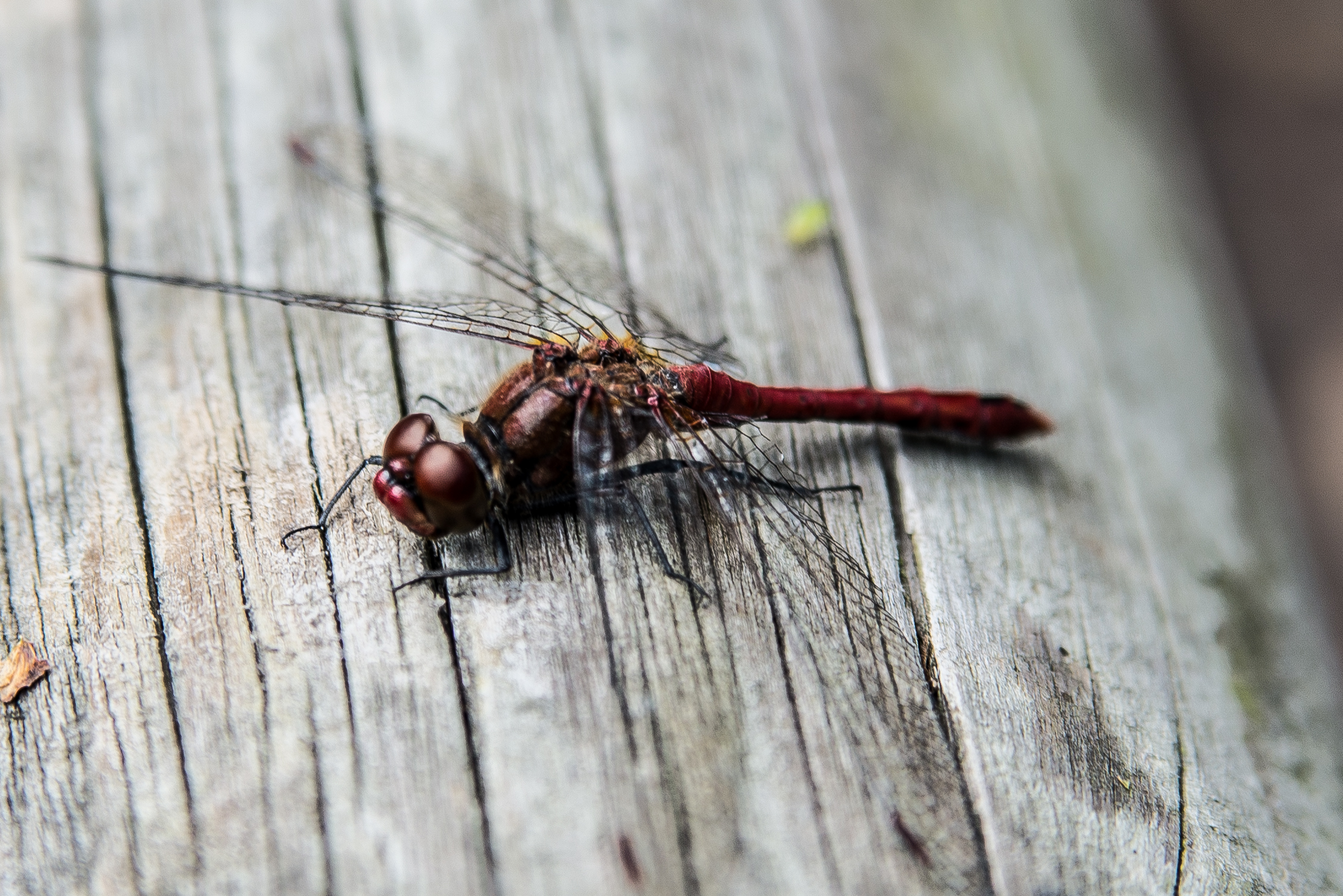 DSC_0772.jpg