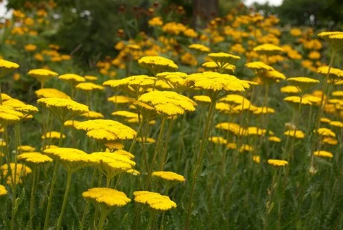 Achillea/yarrow