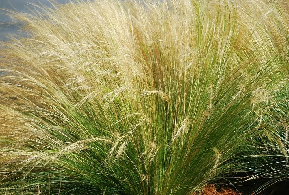 MExican Feather Grass/nasella