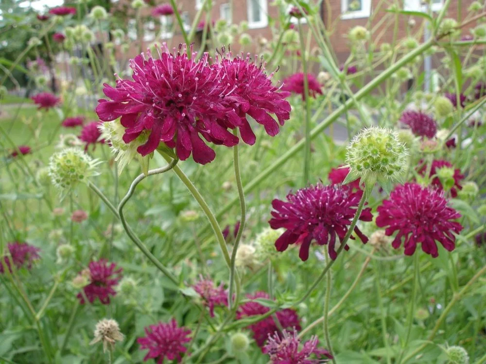 knautia