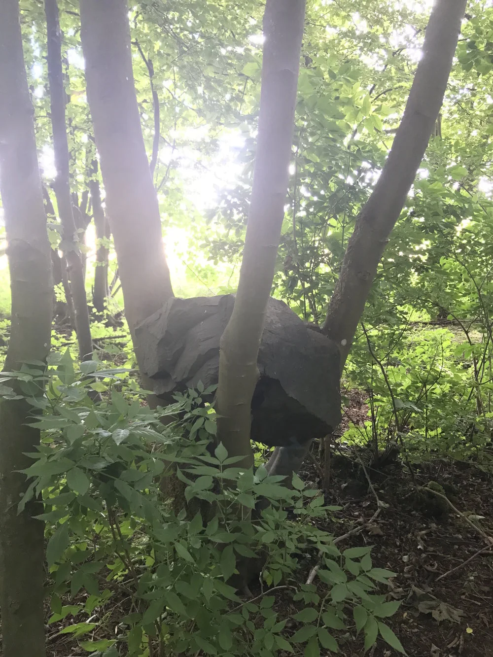 andy+goldsworthy-1.jpg