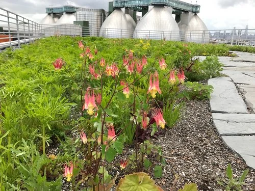 Wild_Columbine_Greenpoint.jpg