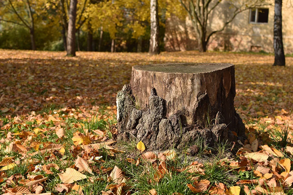 itc-tree-stump-yard.jpg