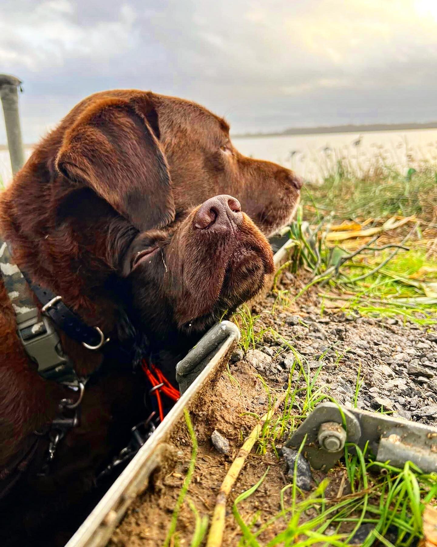 &ldquo;Wake me up if you see something!&rdquo; Buddy and Hank taking shifts on a slow hunt in South Louisiana!  #boykinspaniel #labradoretriever