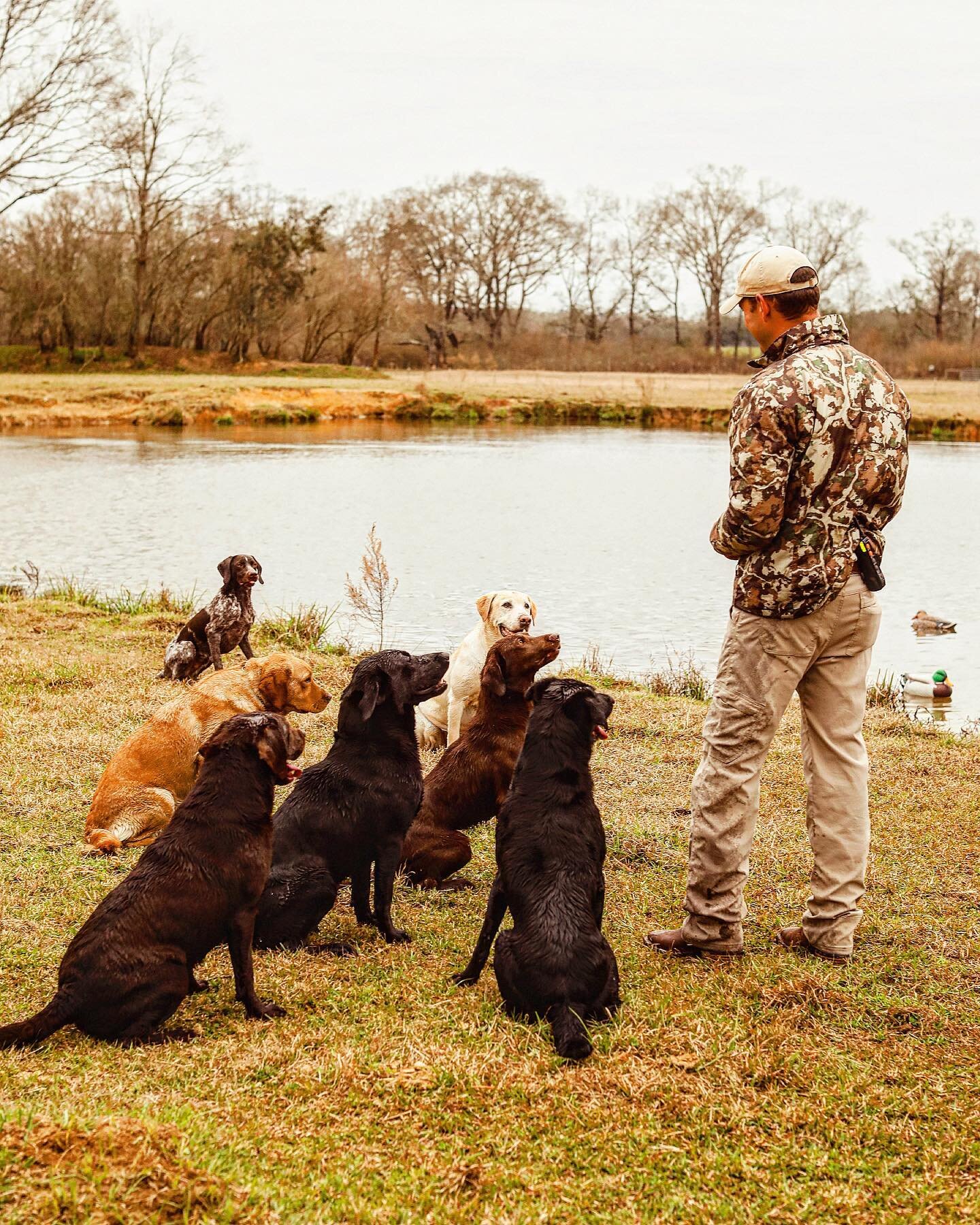 Merry Christmas, from Red Line Retrievers!