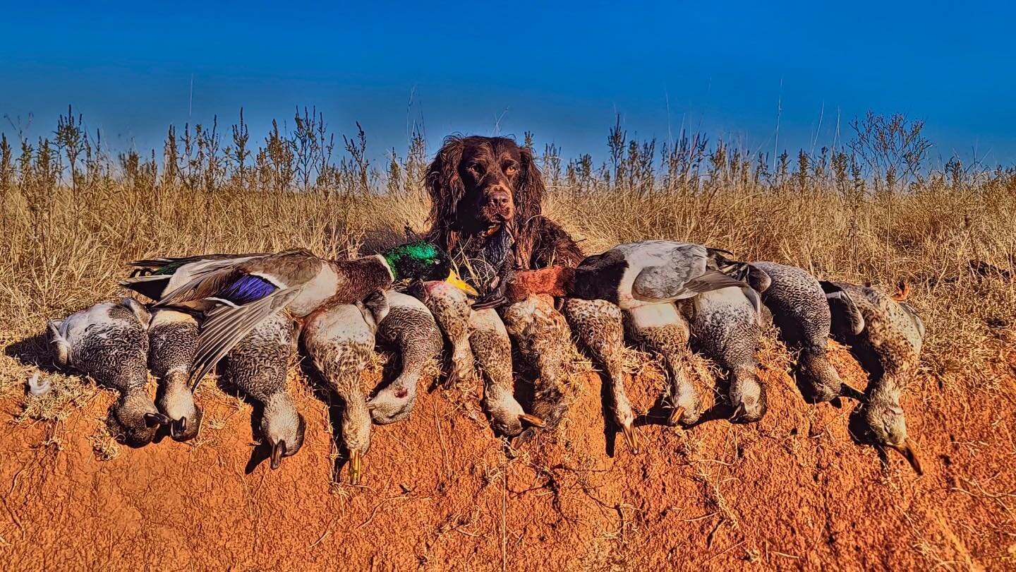 Buddy is getting his numbers up for the year! #boykinspaniel @dukes_seafood