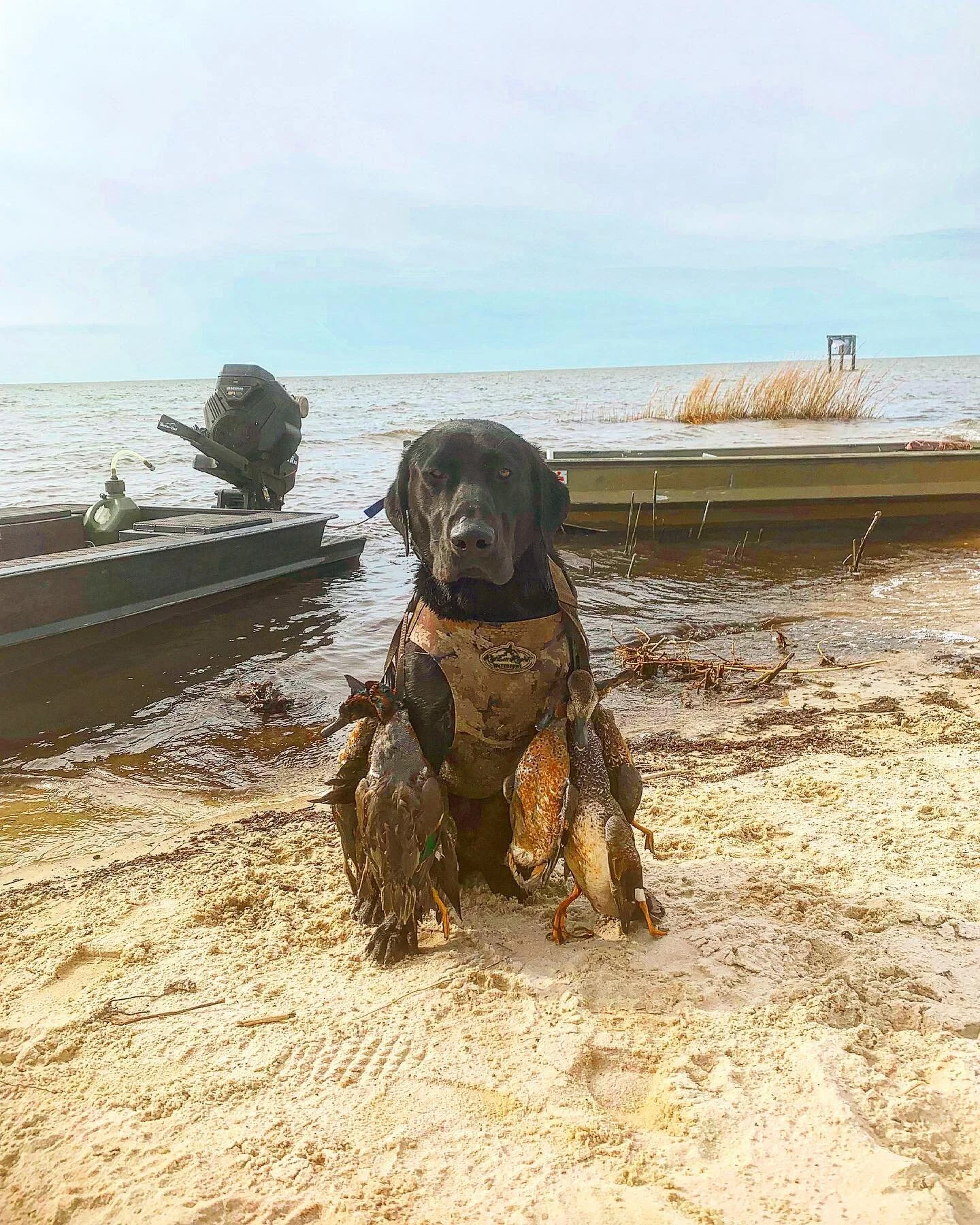 Late season ducks are finally making their way into SELA. Drake is showing off what he learned during his time with us!