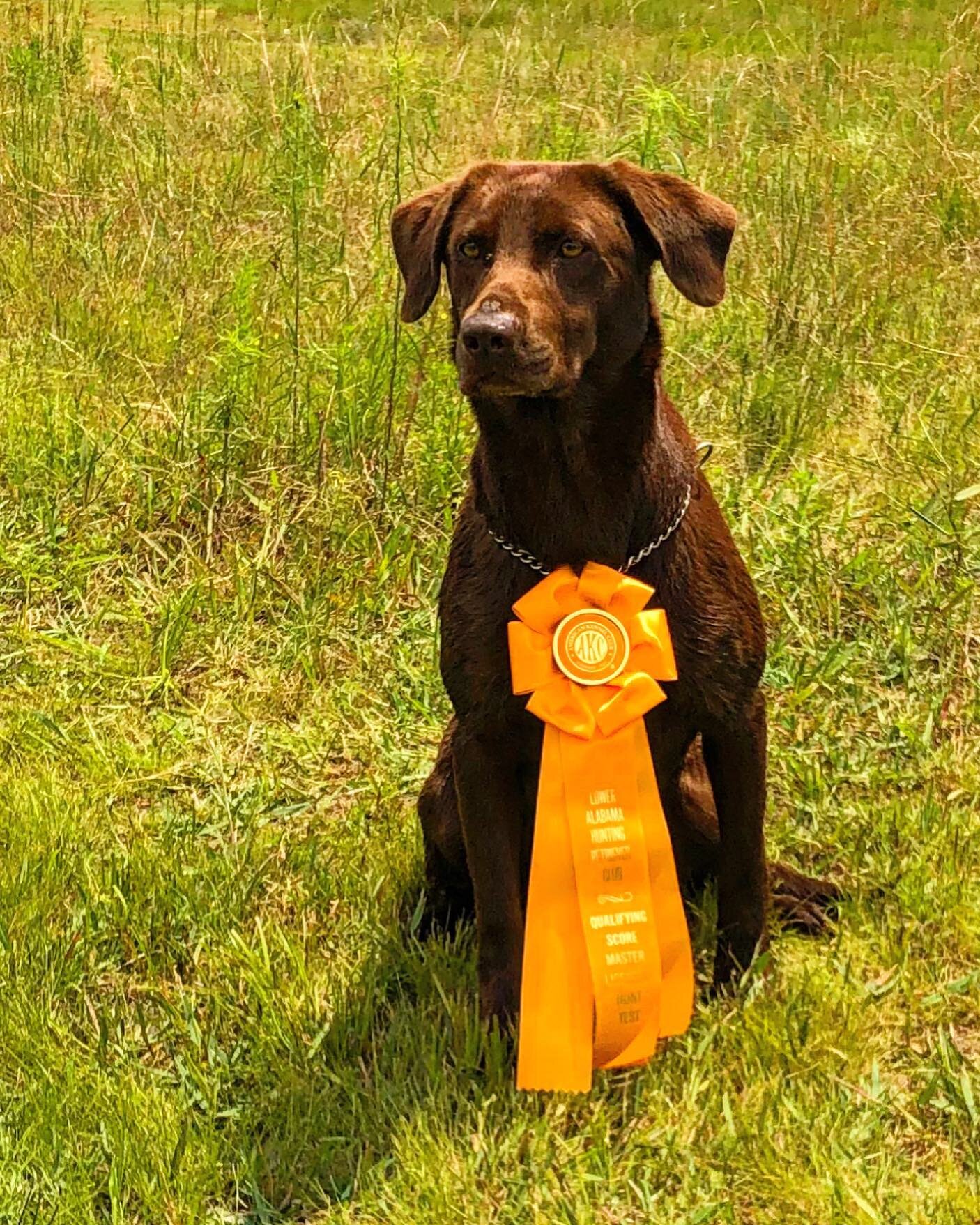 We had a great time at Lower Alabama  HRC mid week master. Passing 5 out of 5 dogs. Congratulations to @obedience2death! HRCH John 14:15 Mercy MH.