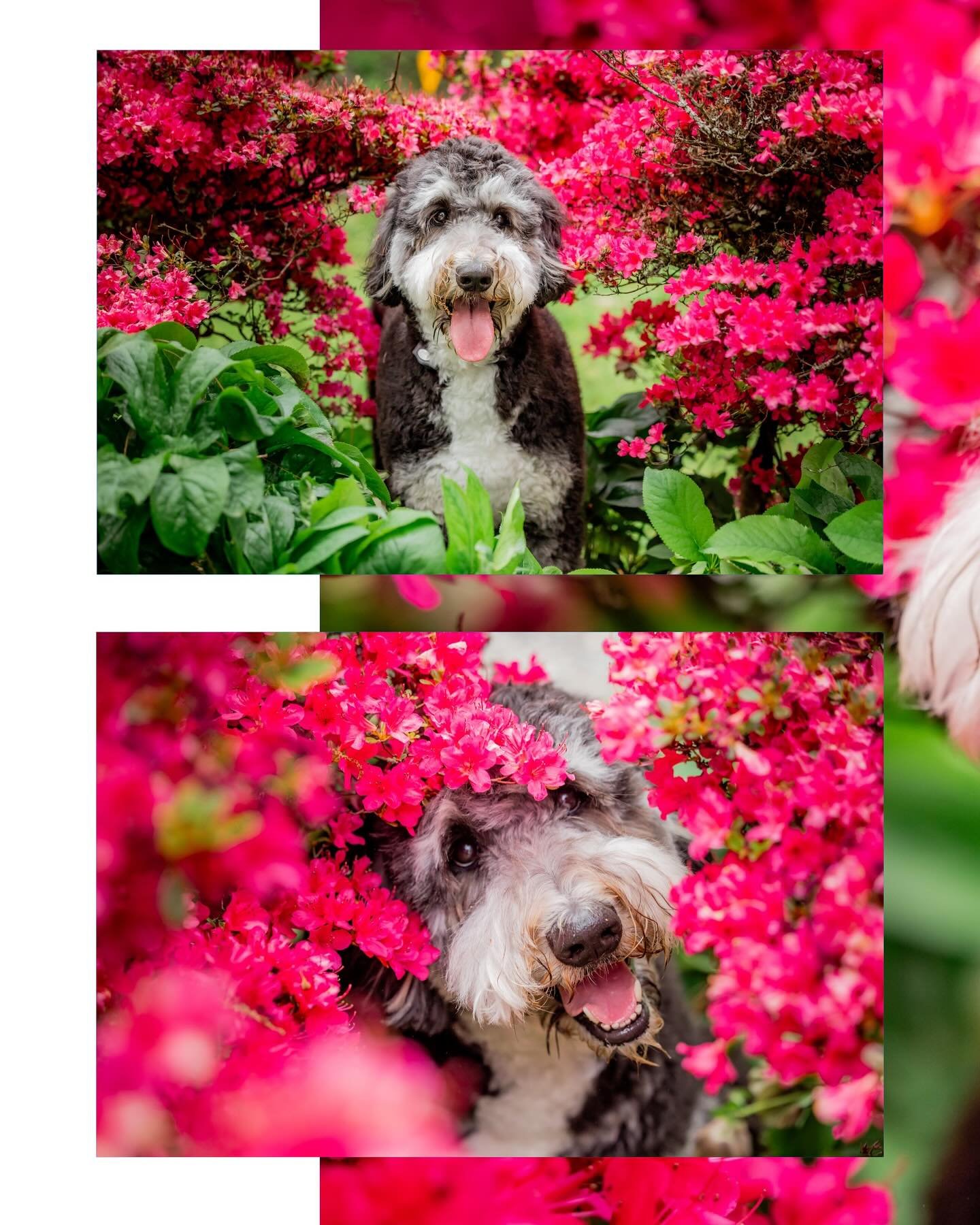 I got to photograph Lucy and Mary George last week in Knoxville and we had so much fun! Lucy peeking out of the flowers is one of my favorite shots!! 🐶😍🌸🌺