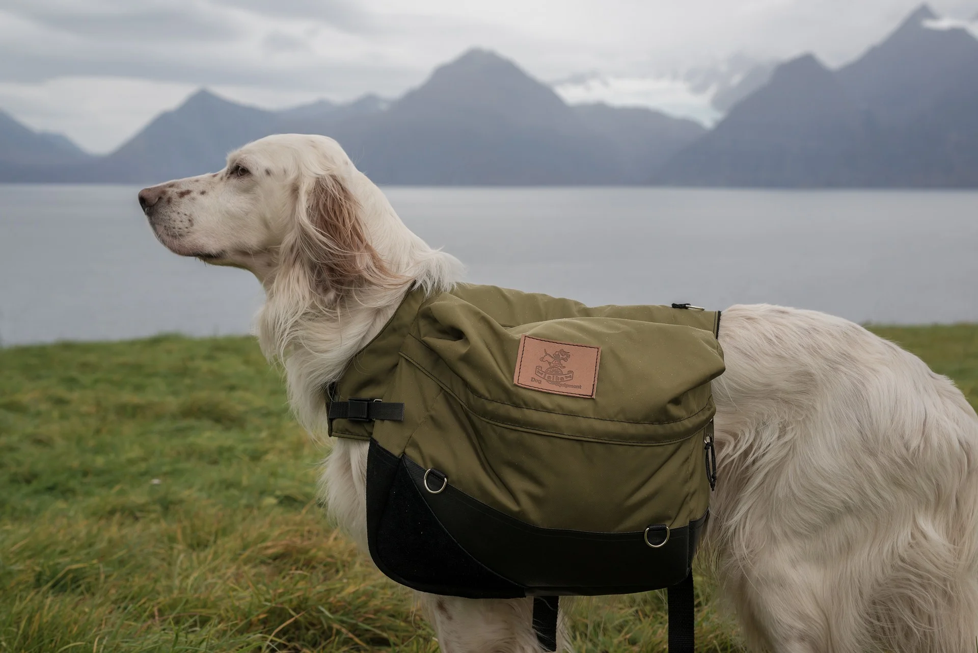 dog-1490571_1920.jpg