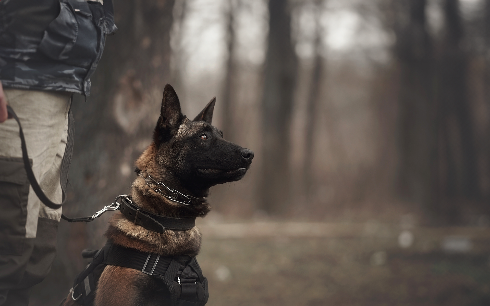 k9-cop-header.png