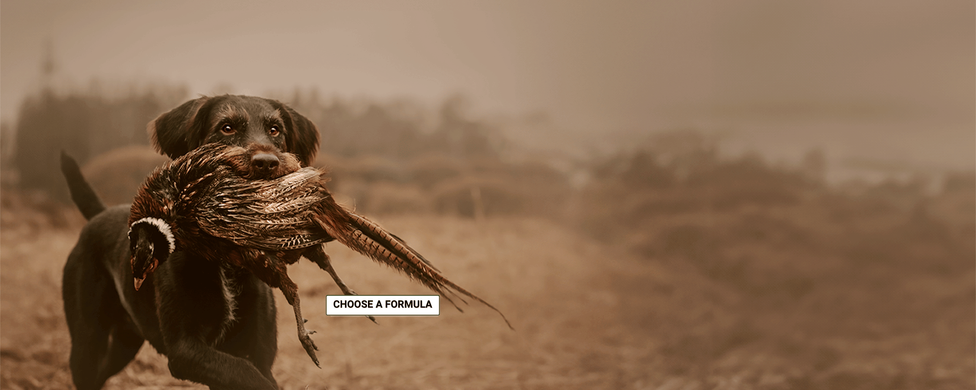 Fueling Every Stage of a Dog’s Life