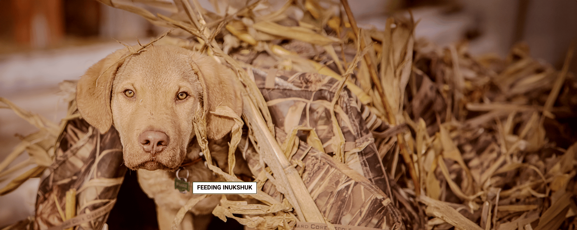 Fueling Every Stage of a Dog’s Life