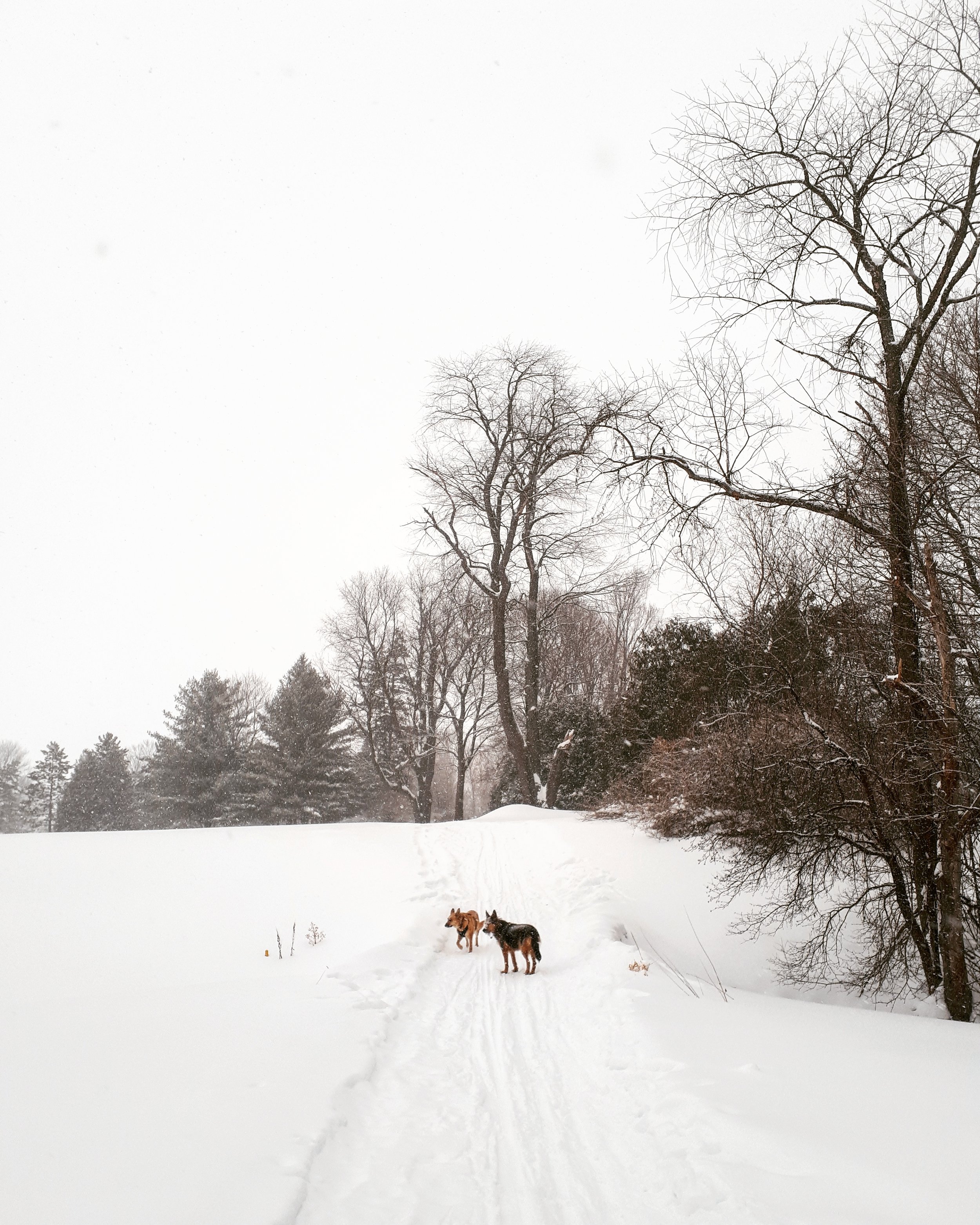J'ai trouvé un chien : Que faire ?