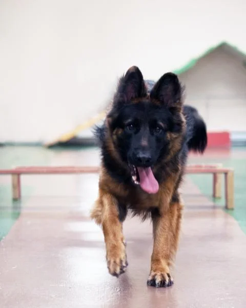 Belle vie de chien - École canine (La Prairie)