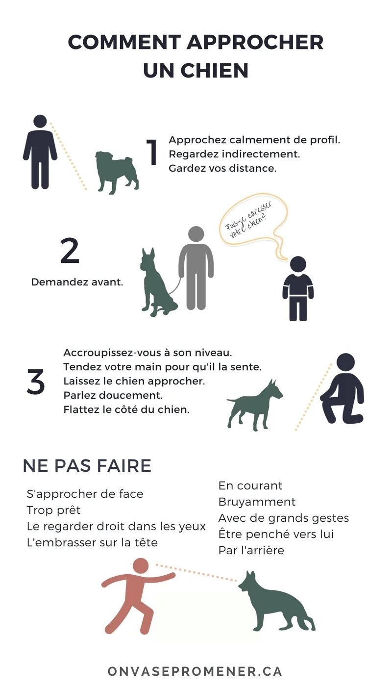 taille-originale-jai-trouvecc81-un-chien.jpg