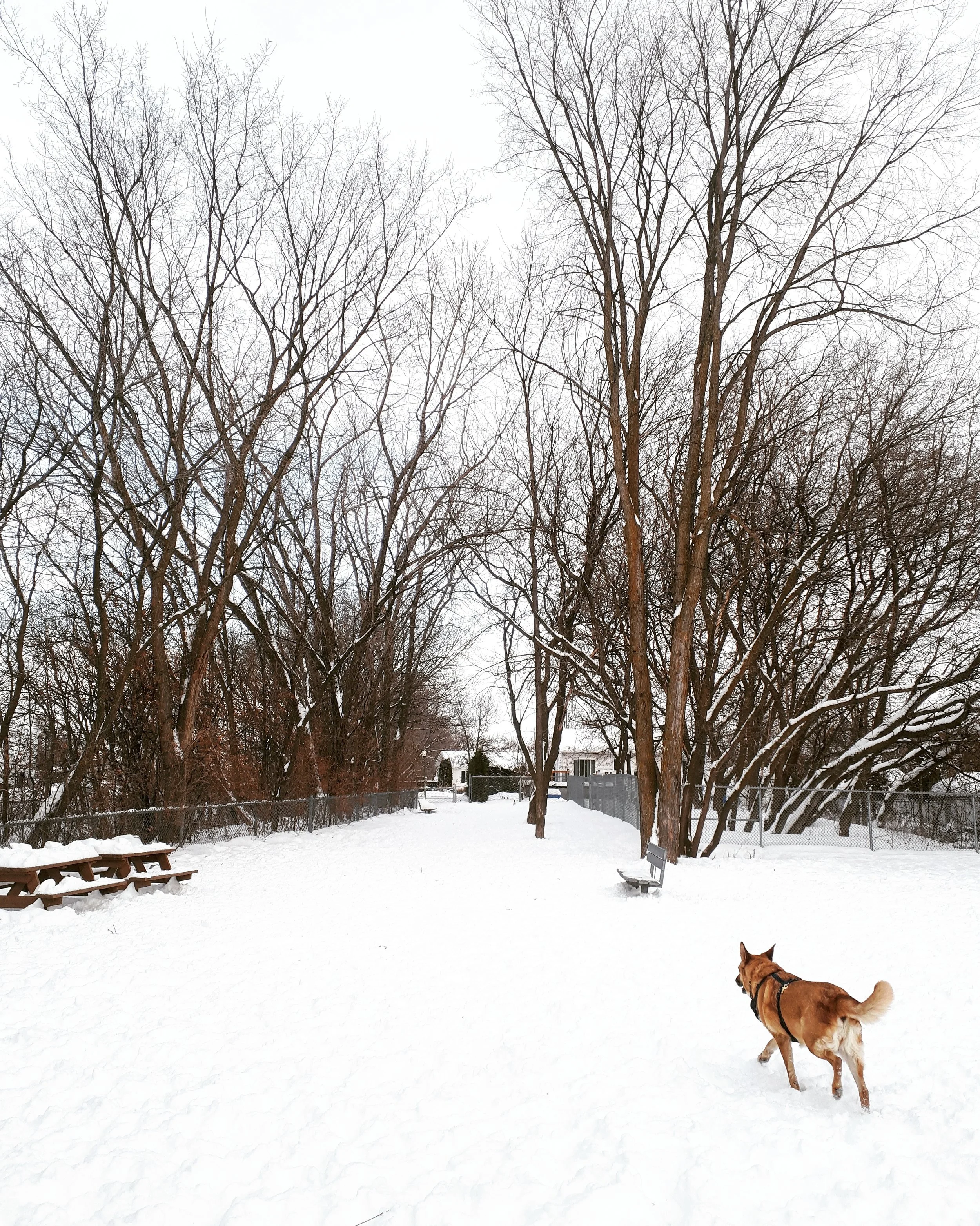 PAC boisbriand Alexis Carel  copie.jpg