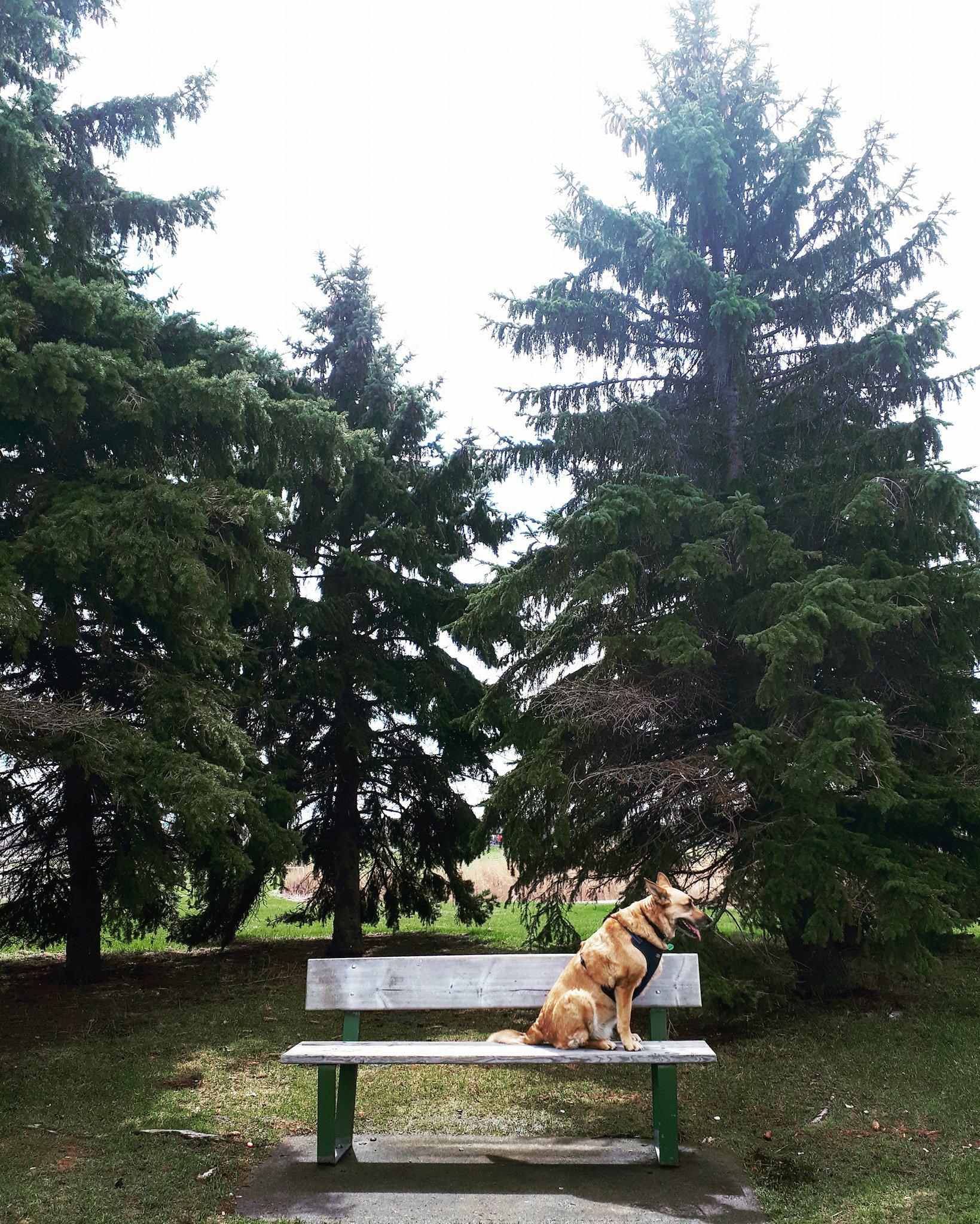 Brossard - Parc à chien