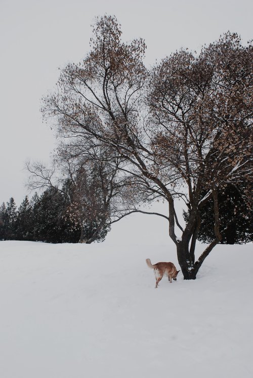 Parc canin l'Épiphanie