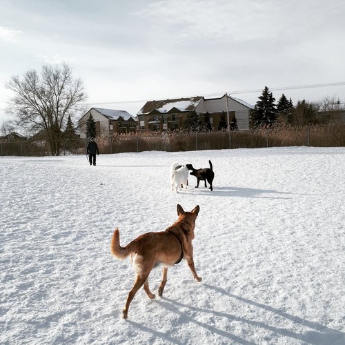 Brossard+Dog+Park+1.jpg