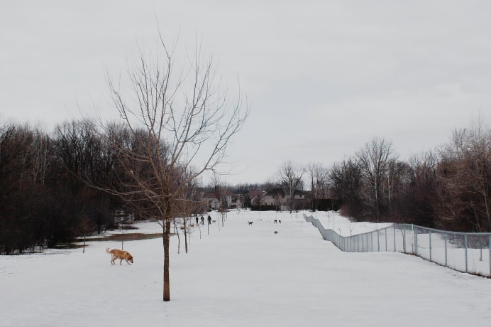 Beaconsfield Dog Park