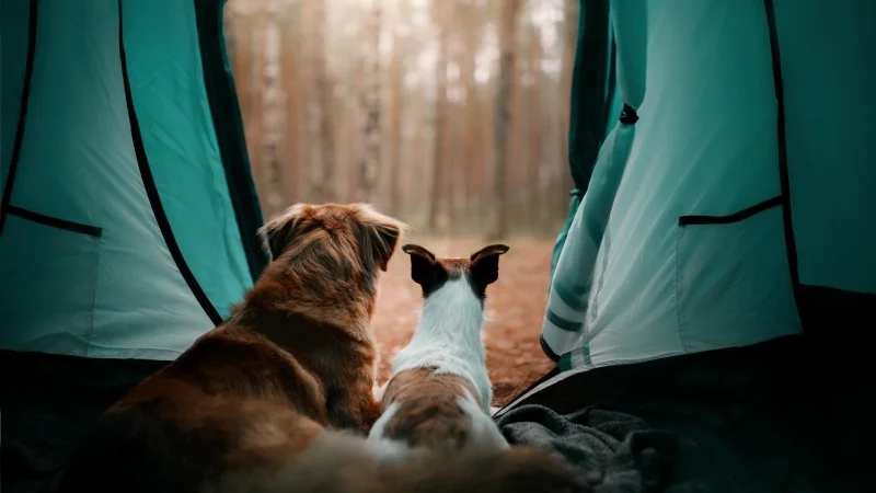 Liste des essentiels de camping 