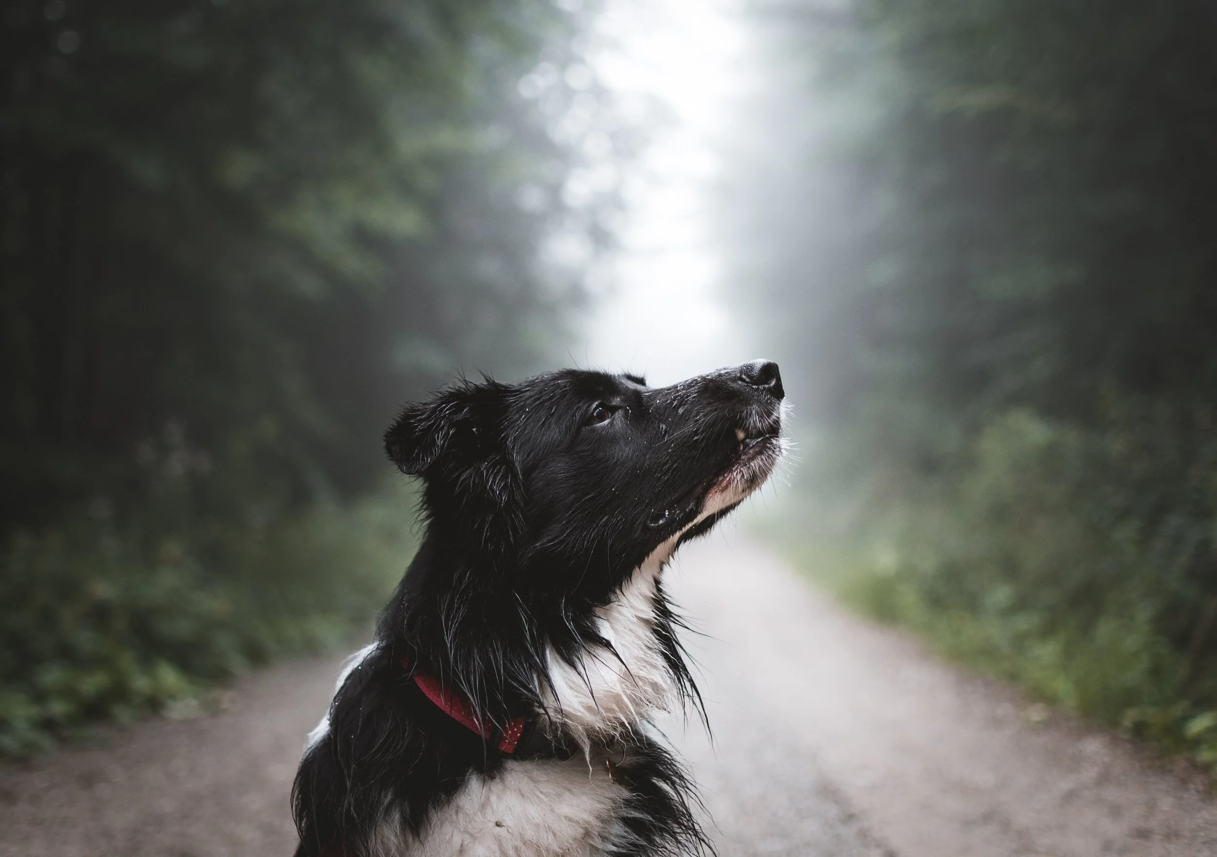 Tout savoir sur les chiens à la Sépaq