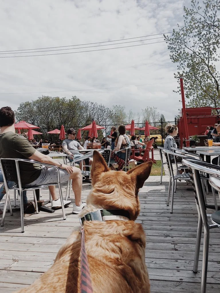 [Montréal, SaintHenri] Terrasse StAmbroise — On va se promener?