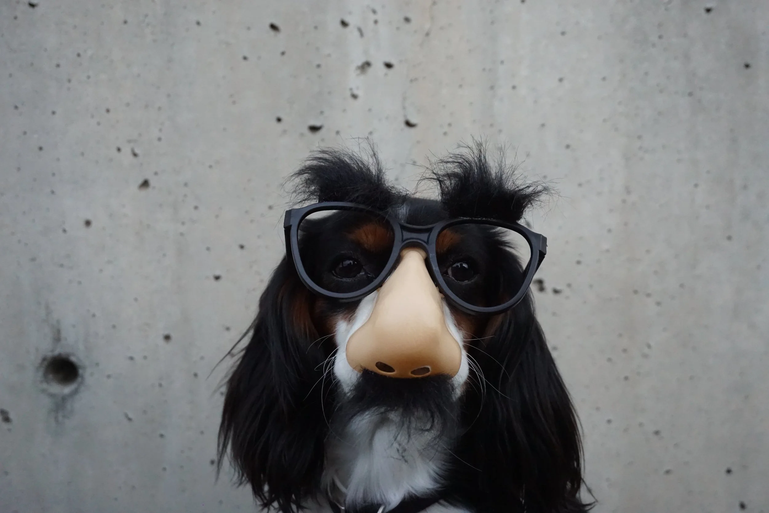 Les risques de l'Halloween sur la santé du chien