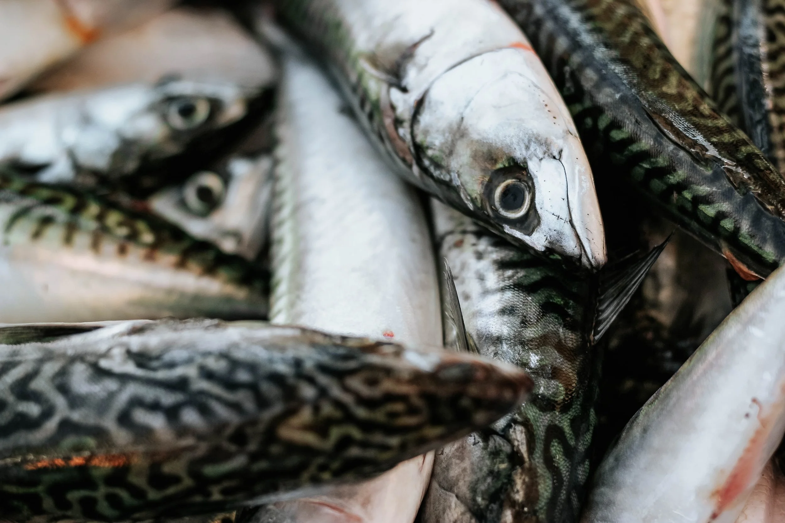 Les Omégas-3 : le supplément #1