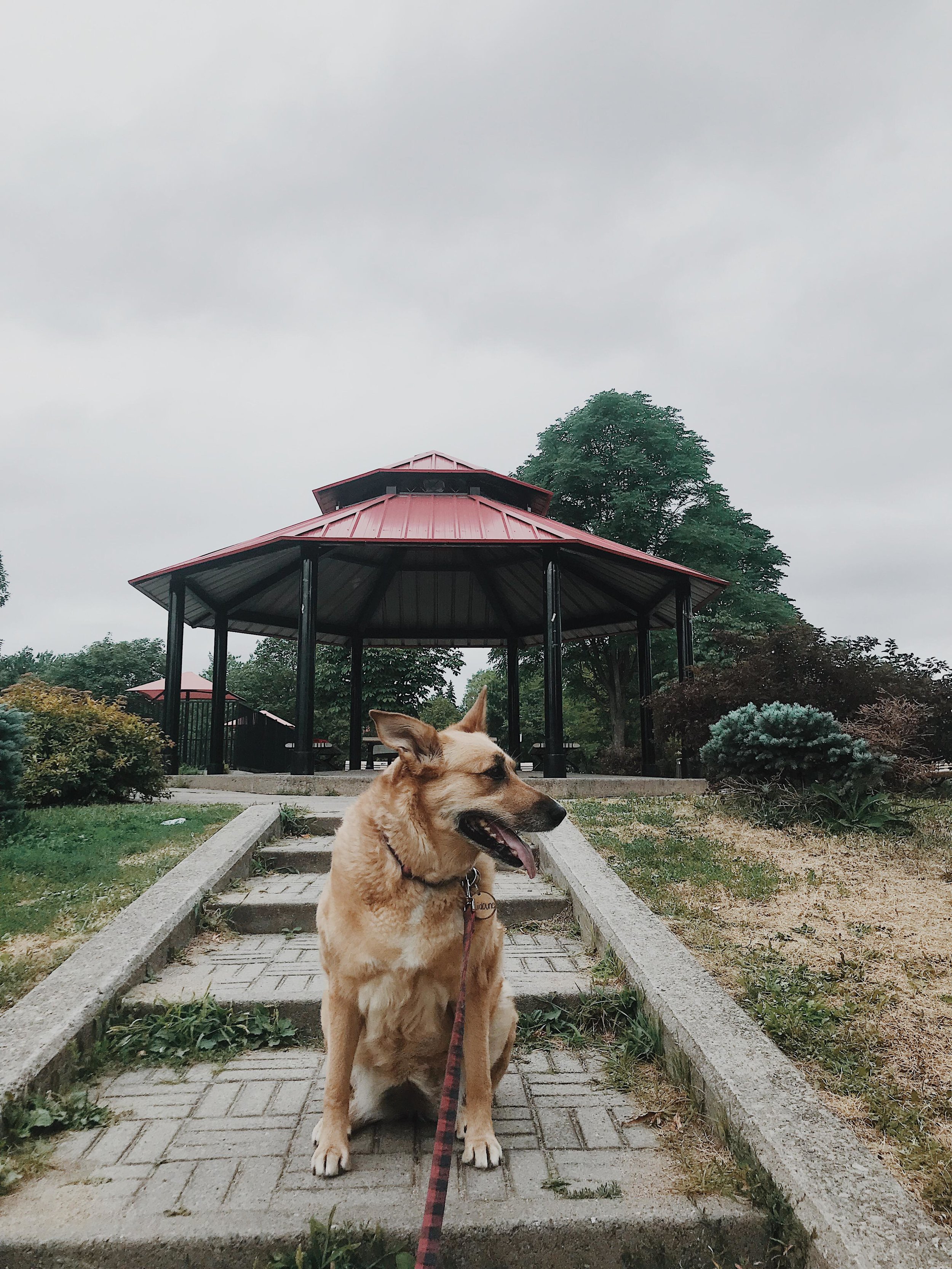 Montréal, Rosemont] Parc canin Père-Marquette — On va se promener?