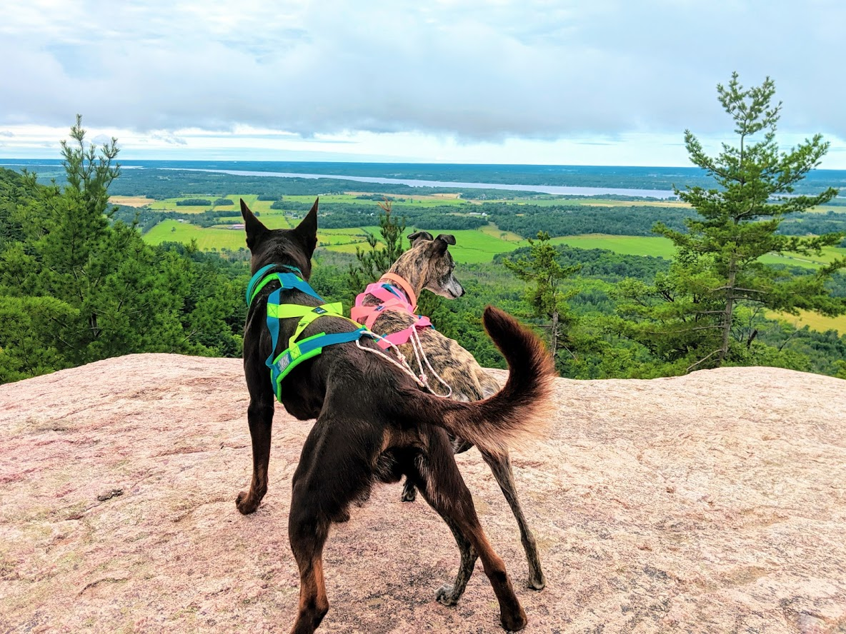Sentier Des Loups Parc De La Gatineau