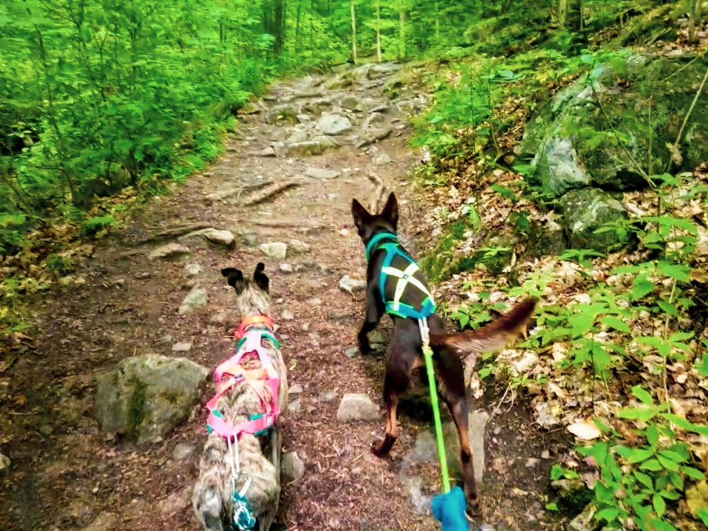 Outaouais Chelsea Sentier Des Loups Parc De La Gatineau On Va Se Promener